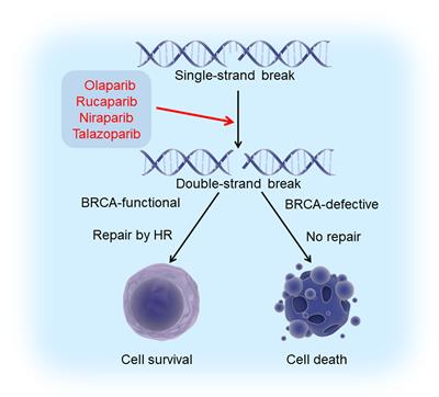 Targeted Therapeutic Strategies for Triple-Negative Breast Cancer